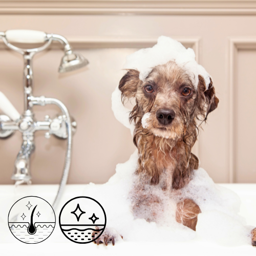 Conjunto de Sabonetes Naturais para Cães – Neem Antiparasitário e Aveia e Mel Suave (2 × 30 g)
