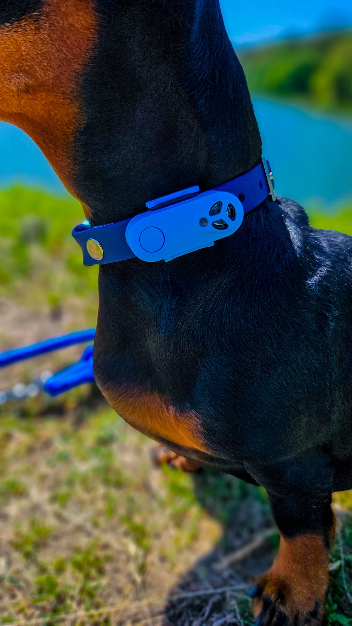 TICKLESS® Mini – Repelente Ultrassónico de Carraças e Pulgas para Animais de Pequeno Porte