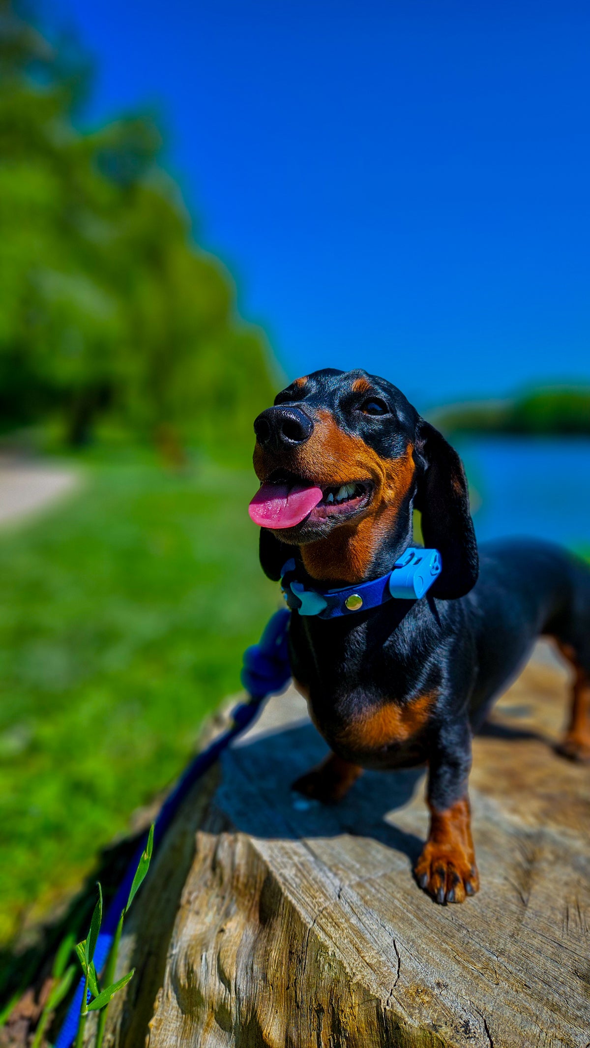 TICKLESS® Mini – Repelente Ultrassónico de Carraças e Pulgas para Animais de Pequeno Porte