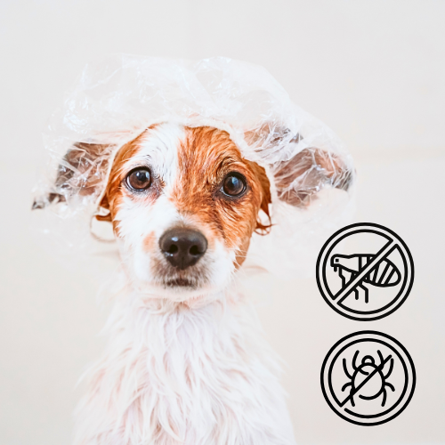 Conjunto de Sabonetes Naturais para Cães – Neem Antiparasitário e Aveia e Mel Suave (2 × 30 g)
