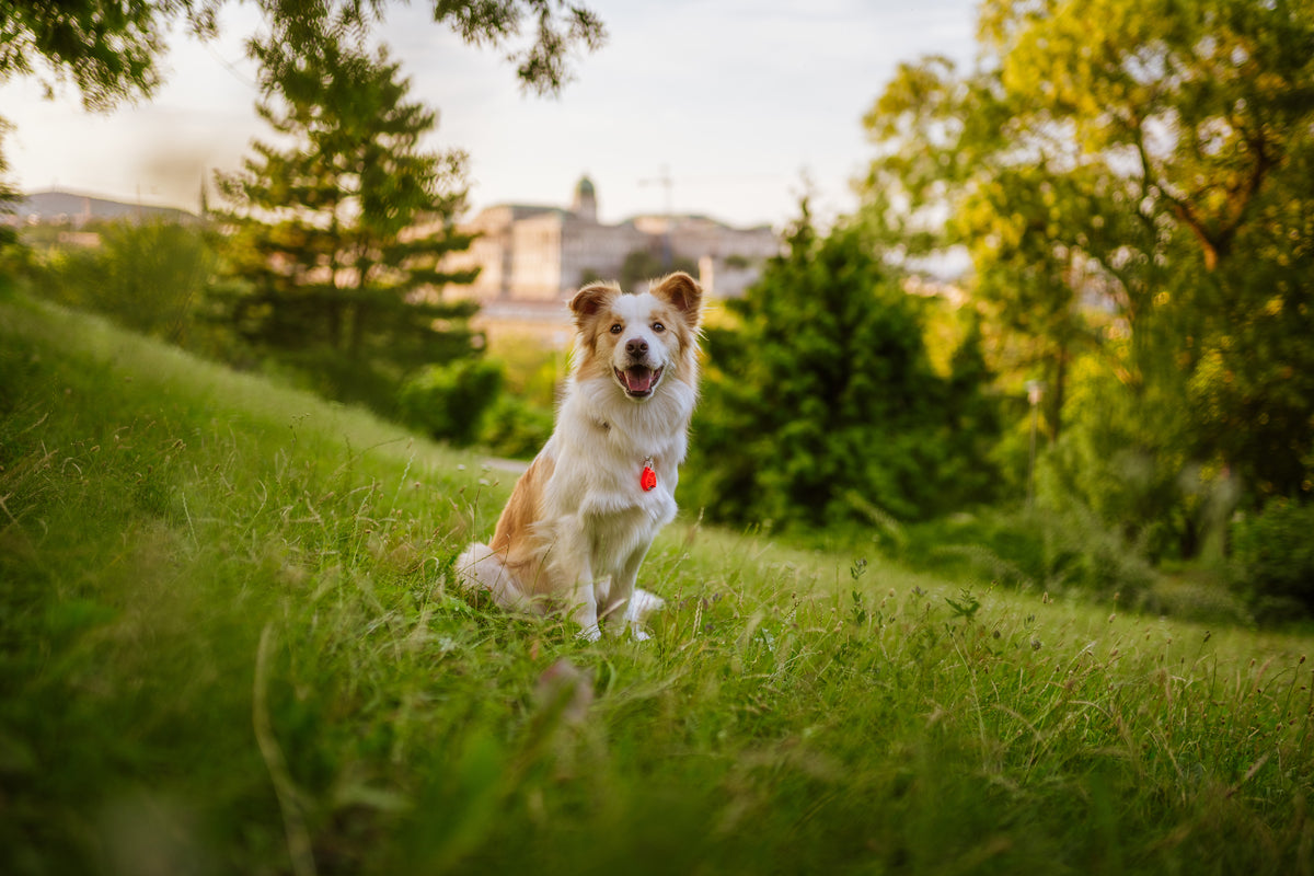 TICKLESS® Pet – Repelente Ultrassónico de Carraças e Pulgas para Animais