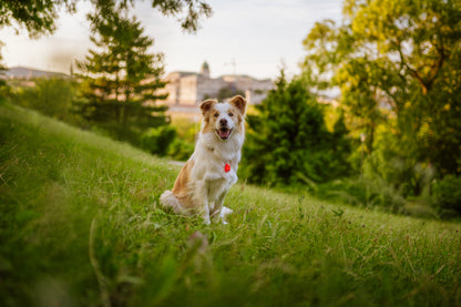 TICKLESS® Pet – Repelente Ultrassónico de Carraças e Pulgas para Animais
