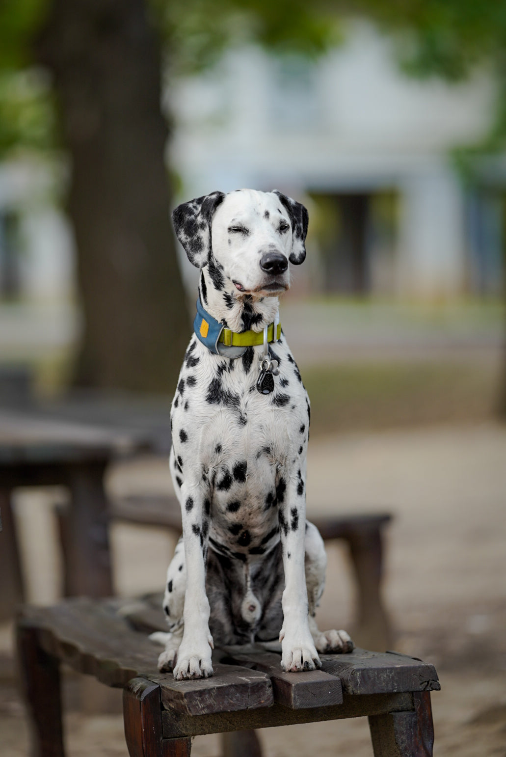 TICKLESS® Pet – Repelente Ultrassónico de Carraças e Pulgas para Animais