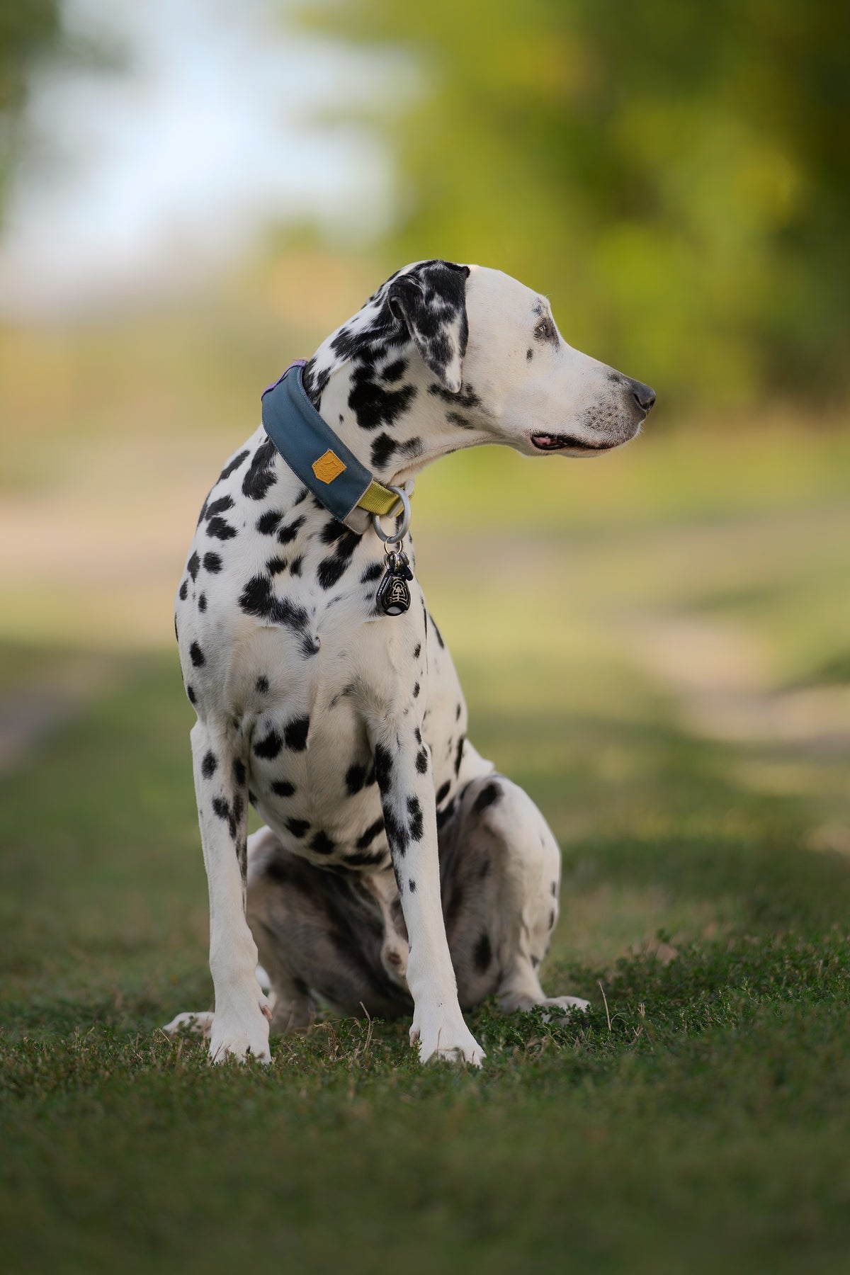 TICKLESS® Pet – Repelente Ultrassónico de Carraças e Pulgas para Animais