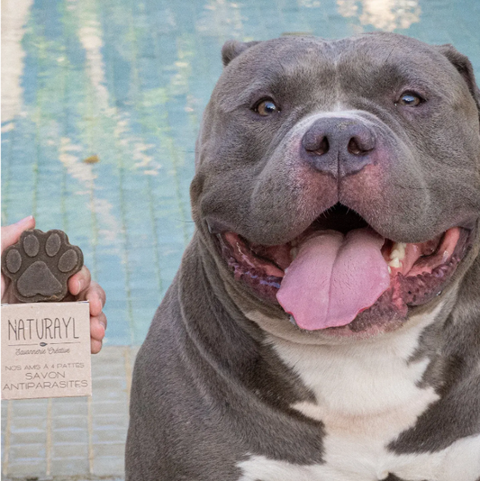 Conjunto de Sabonetes Naturais para Cães – Neem Antiparasitário e Aveia e Mel Suave (2 × 30 g)