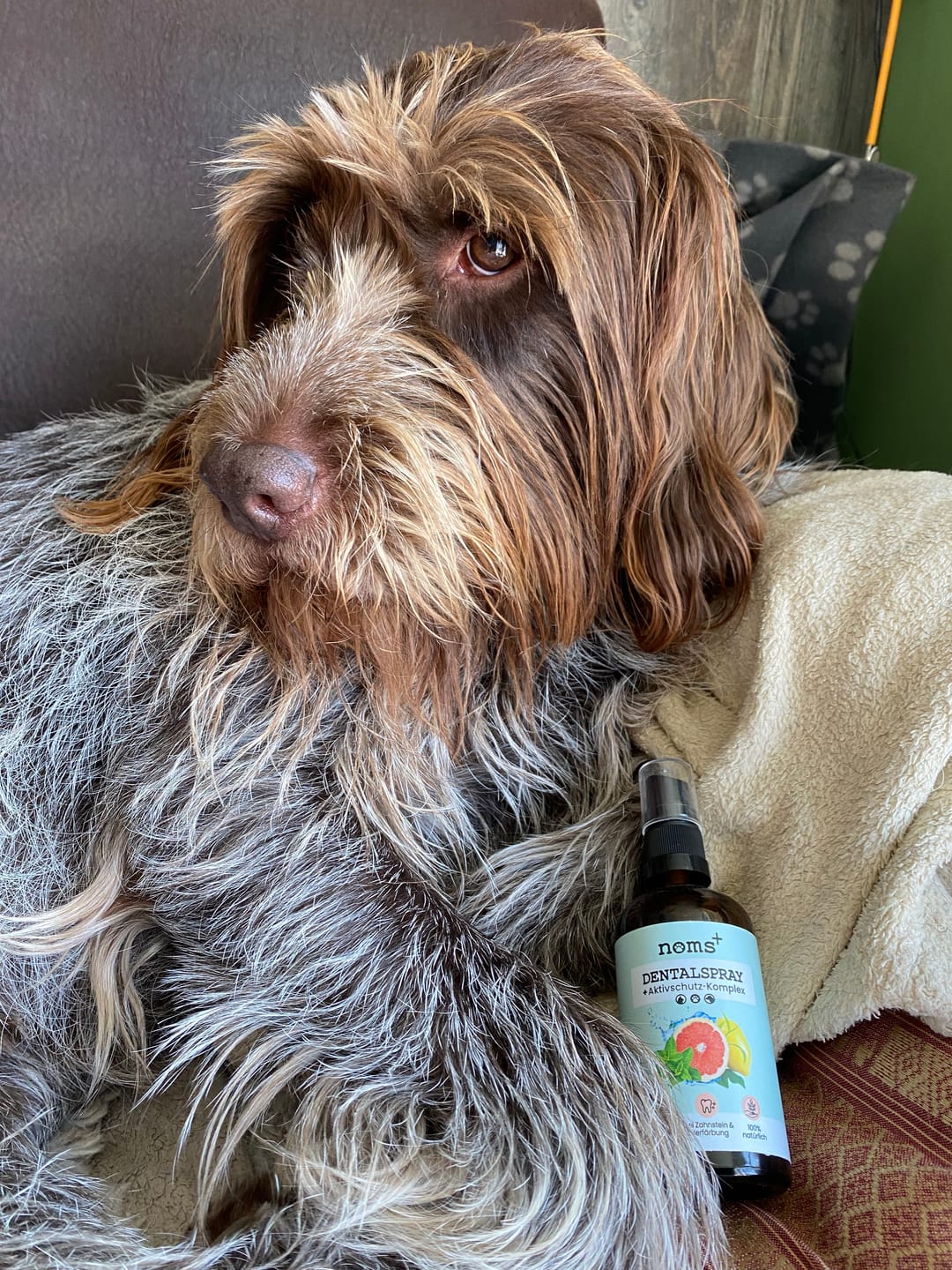 Spray Dentário Natural para Cães e Gatos – Higiene Oral Diária Sem Escovagem