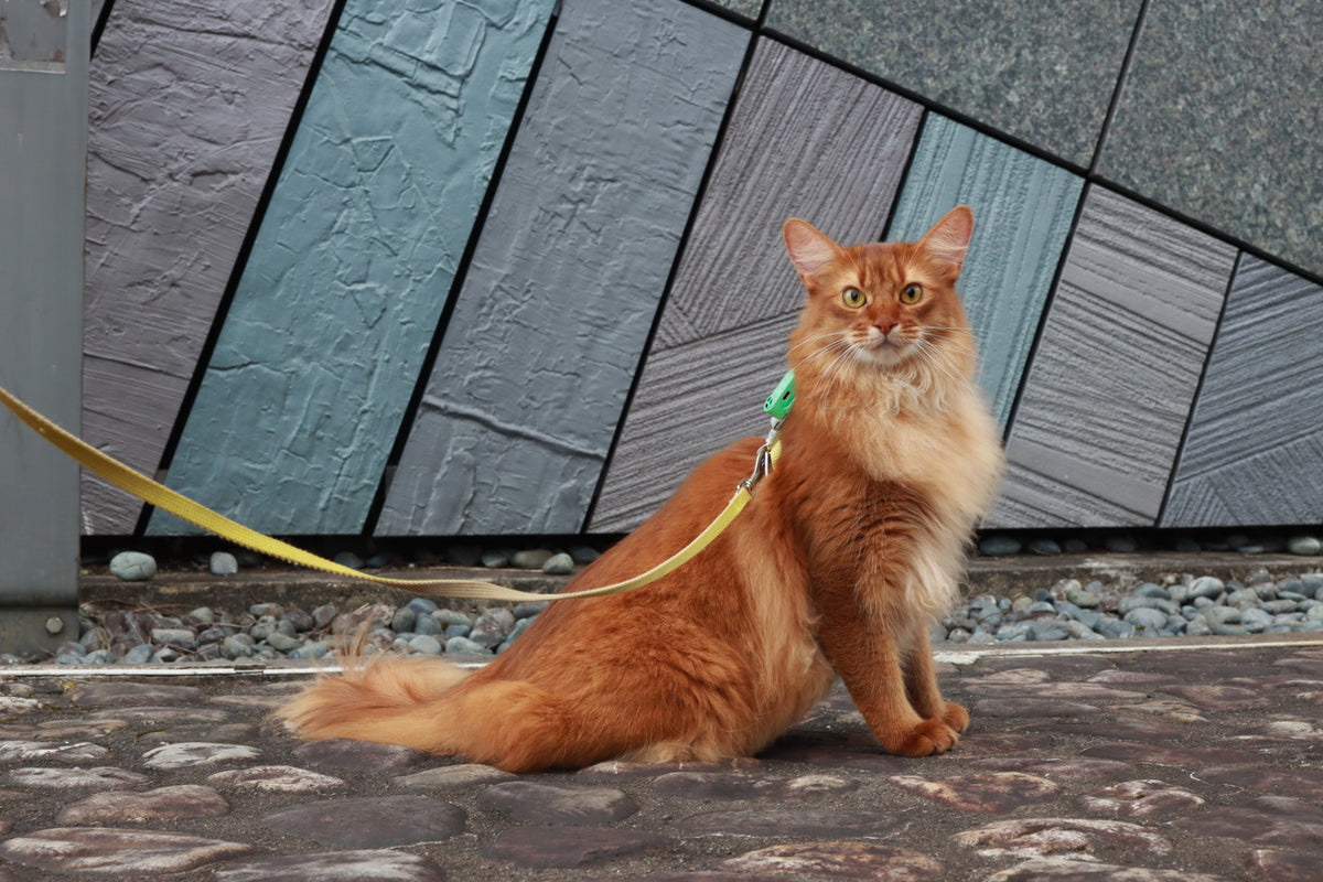 TICKLESS® Mini – Repelente Ultrassónico de Carraças e Pulgas para Animais de Pequeno Porte