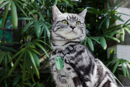 TICKLESS® Mini – Repelente Ultrassónico de Carraças e Pulgas para Animais de Pequeno Porte