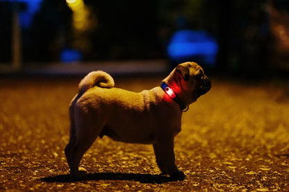 TICKLESS® Mini – Repelente Ultrassónico de Carraças e Pulgas para Animais de Pequeno Porte